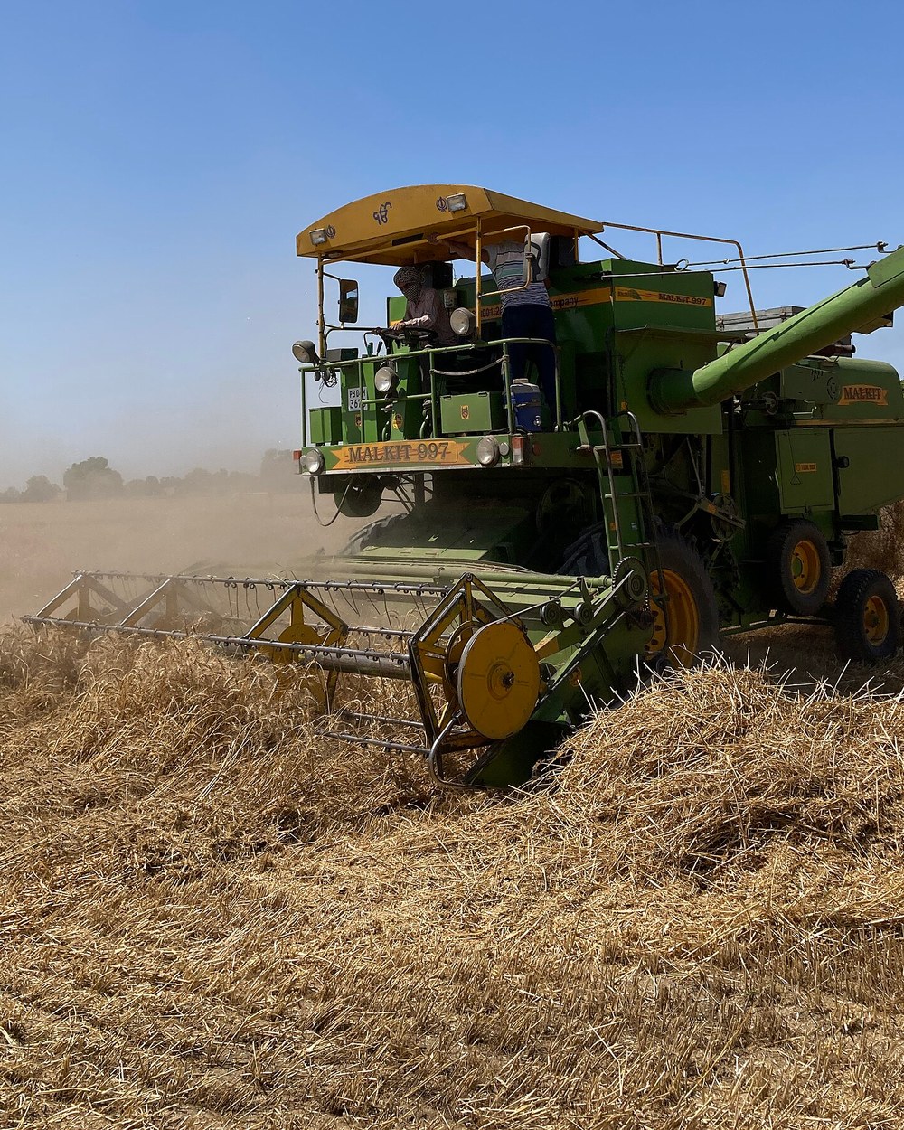 Golden wheat fields at harvest