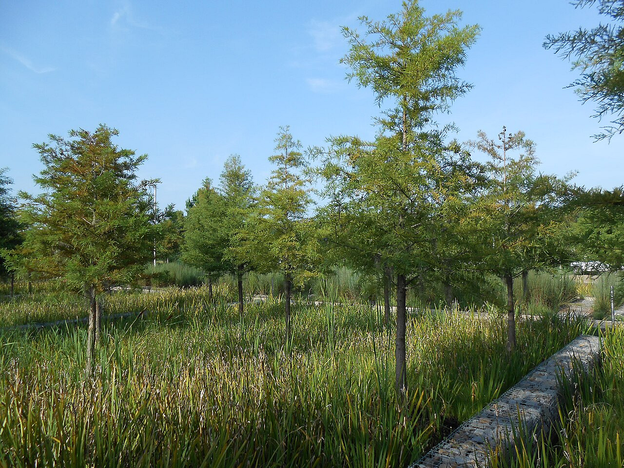 Gabion walls used in landscape architecture